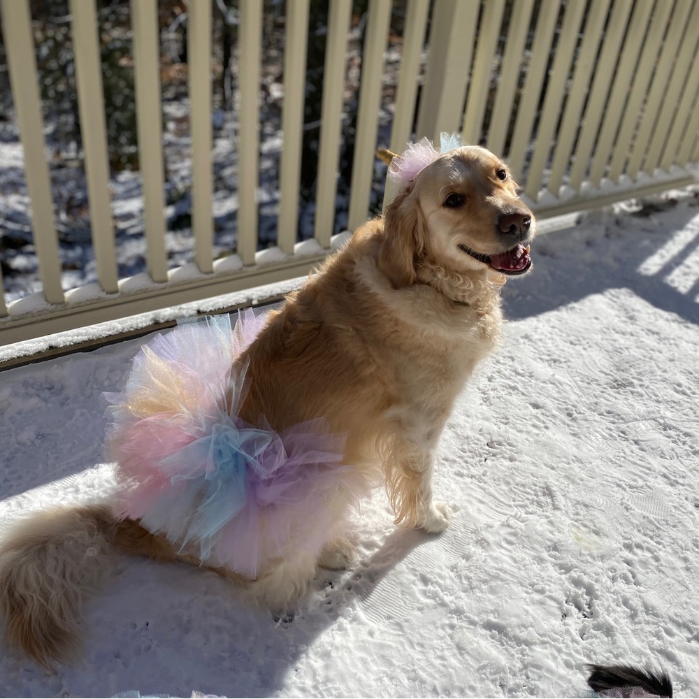 Dog Unicorn Costume - Picture 6 of 7